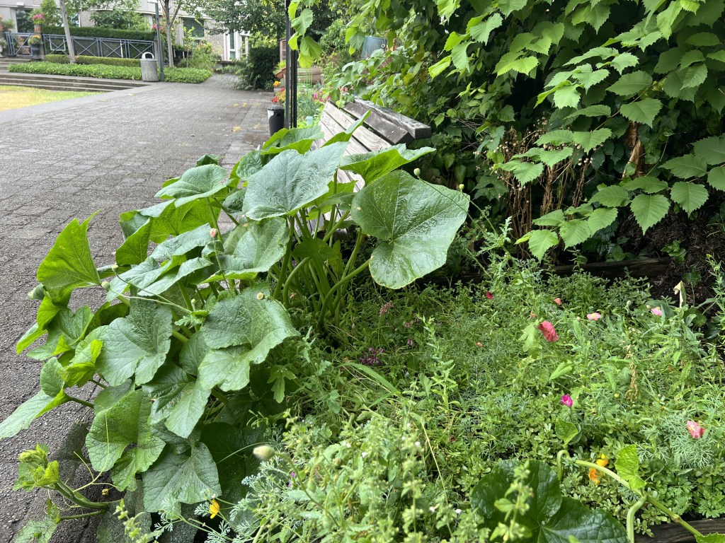 Wild Flower Mix&nbsp;Surprise!